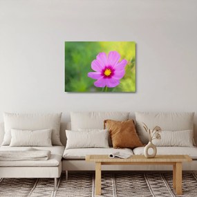 Obraz na szkle - polny kwiat (70x50 cm)