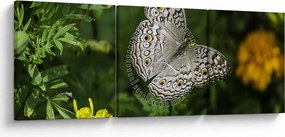 Obraz - biały motyl (z zegarem) (90x30 cm)