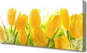 Zdjęcie na płótnie Tulipany w Pełnym Rozkwicie