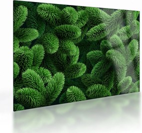 Obraz na szkle - Gałązki drzew iglastych (70x50 cm)