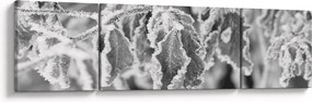 Obraz - Zmarznięte liście, czarno - biały (170x50 cm)