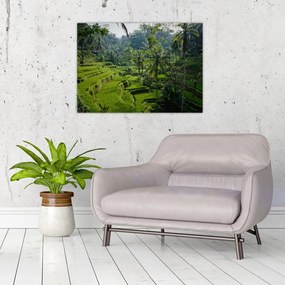 Obraz na szkle tarasów ryżowych Tegalalang, Bali (70x50 cm)