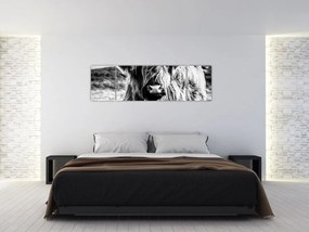 Obraz - Highland - szkocka krowa (170x50 cm)