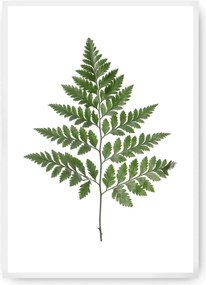 Plakat Fern Green