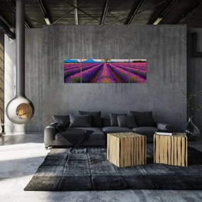 Obraz - Pole lawendy (170x50 cm)