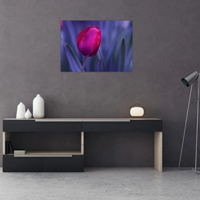 Obraz na szkle pąka tulipana (70x50 cm)