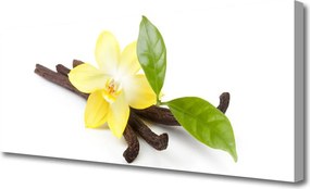 Obraz canvas Botaniczny Portret Wanilii