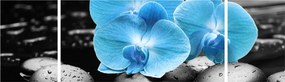 Obraz - Niebieska Orchidea (170x50 cm)
