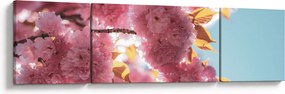 Obraz - Kwiat wiśni (170x50 cm)