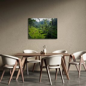 Obraz tarasów ryżowych Tegalalang, Bali (70x50 cm)