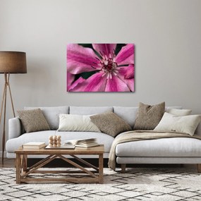 Obraz różowego kwiatu powojnika (70x50 cm)