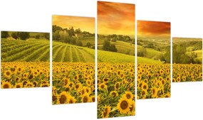 Obraz - Pole słoneczników (125x70 cm)