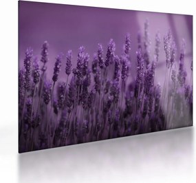 Obraz na szkle - Lawenda (70x50 cm)