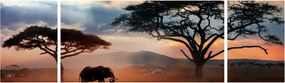 Obraz - Park Narodowy Serengeti, Tanzania, Afryka (170x50 cm)