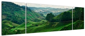 Obraz - Plantacje herbaty w Malezji (170x50 cm)