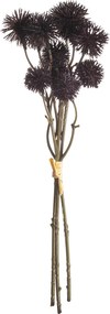 Bukiet Kraspedii 30cm deep brown