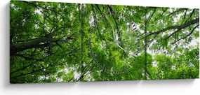 Obraz - Widok do korony drzewa (z zegarem) (90x30 cm)