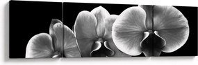 Obraz kwiatu orchidei (170x50 cm)