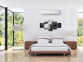 Obraz białego konia na łące, czarno - biały (125x70 cm)