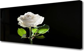 Fotoobraz na płótnie Herbaciana Róża w Ogrodzie