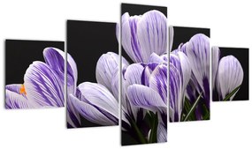 Obraz - Fioletowe krokusy (125x70 cm)