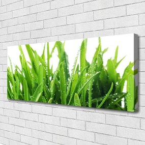 Fotoobraz na płótnie Soczysta Zielona Trawa