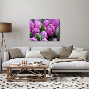 Obraz - kwiaty tulipanów (70x50 cm)
