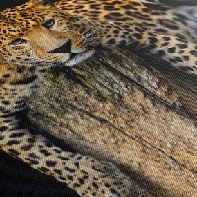 Obraz - Gepard (125x70 cm)