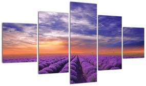 Obraz lawendowego pola (125x70 cm)