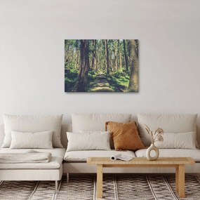 Obraz ścieżki pomiędzy drzewami (70x50 cm)