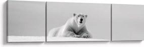 Obraz - Niedźwiedź polarny, czarno - biały (170x50 cm)