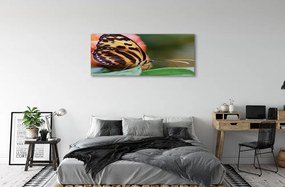 Obraz drukowany na płótnie Motyl w Locie