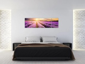 Obraz - Wschód słońca na polu lawendy (170x50 cm)