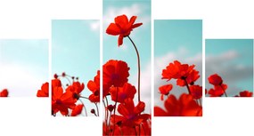Obraz pola z jasnoczerwonymi kwiatami (125x70 cm)