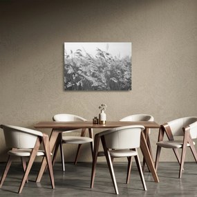 Obraz na szkle - Trawa na wietrze (70x50 cm)