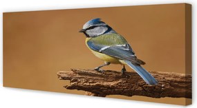 Zdjęcie na płótnie Portret Ptaka