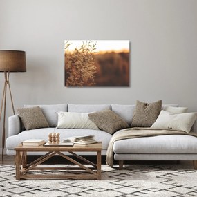Obraz na szkle kwitnącej trawy (70x50 cm)