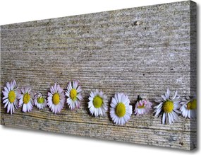 Obraz canvas Śnieżnobiała Stokrotka w Trawie