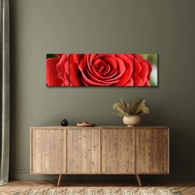 Obraz kwiatu róży (170x50 cm)