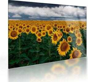 Obraz na szkle - pole słoneczników (70x50 cm)