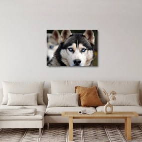 Obraz na szkle - pies husky (70x50 cm)