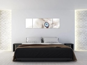 Obraz - Kot z niebieskimi oczami (170x50 cm)