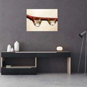 Obraz na szkle - krople na gałęzi (70x50 cm)