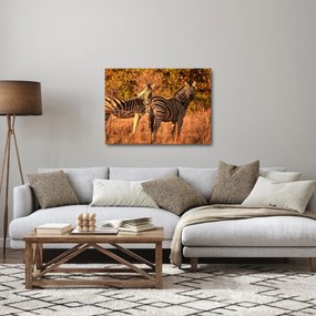 Obraz zebr (70x50 cm)
