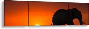 Obraz słonia o zachodzie słońca (170x50 cm)