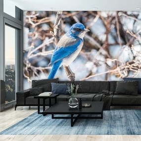 Fototapeta - Sójka (196x136 cm)