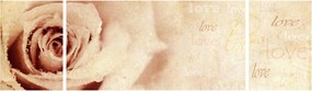 Obraz - Kwiat róży dla zakochanych (170x50 cm)