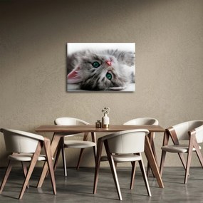 Obraz - Kot z zielonymi oczami (70x50 cm)