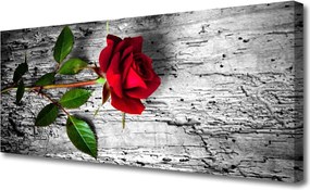 Obraz canvas Aksamitna Róża w Rozkwicie