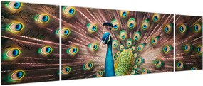 Obraz - Paw (170x50 cm)